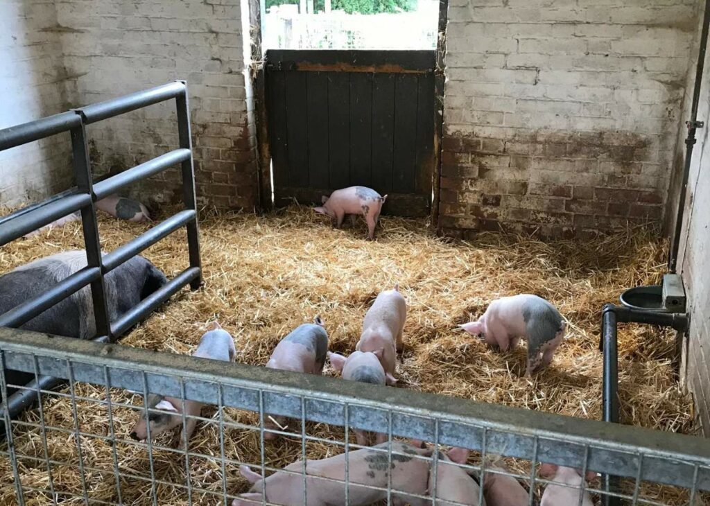 days out visiting Standalone Farm and seeing the piglets