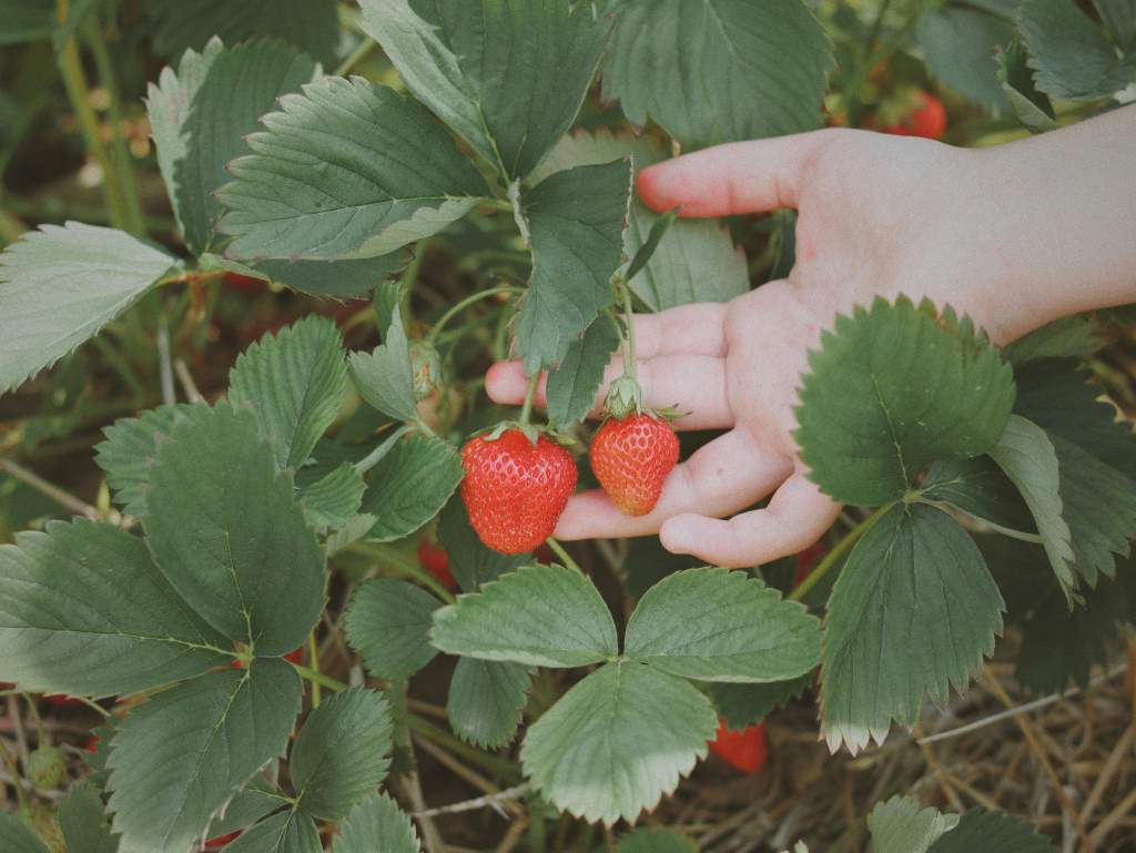 Fruit picking on days out in the local area