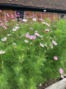 Pink and white flowers in the luxury farmhouse gardens of the farmhouse at Polehanger.