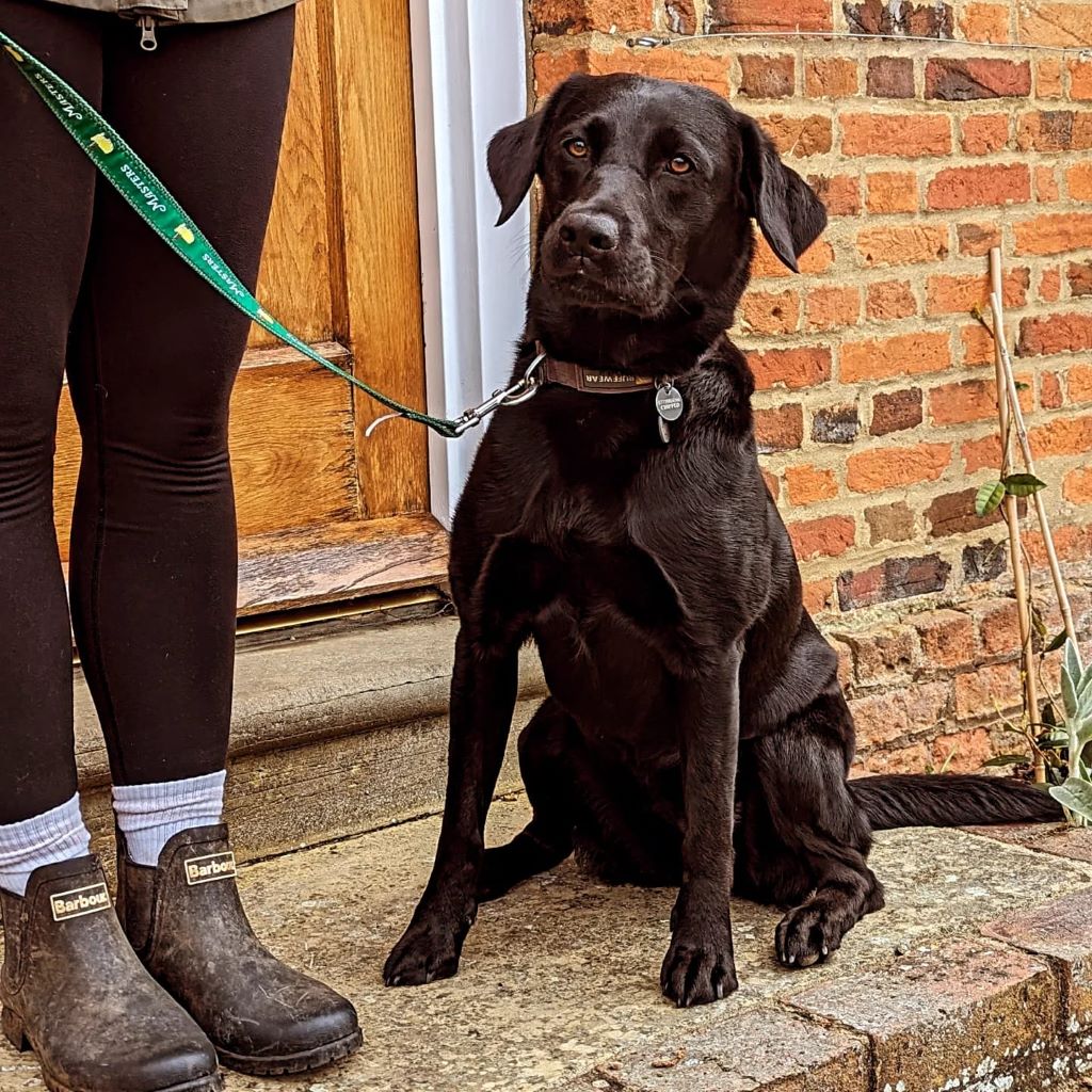 Dog at the farmhouse at Polehanger - Dog-Friendly Pubs & Walks Bedfordshire